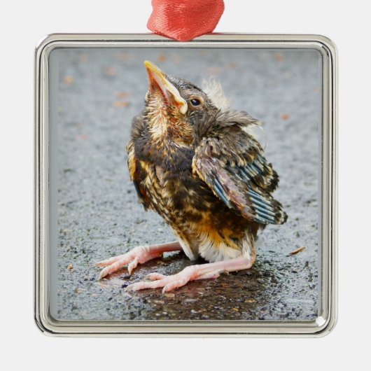 Young Robin sucht nach Ornamenten Silbernes Ornament (Vorne)