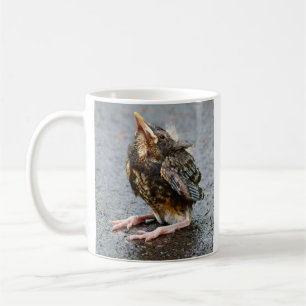 Young Robin sucht Tasse