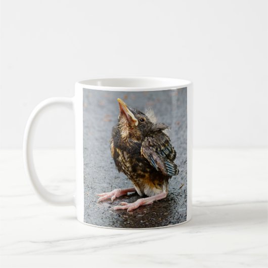 Young Robin sucht Tasse (Links)