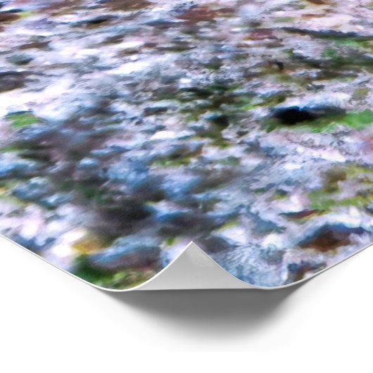 Young Rockmover Wrasse Poster (Ecke)