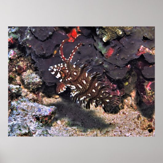 Young Rockmover Wrasse Poster (Vorne)