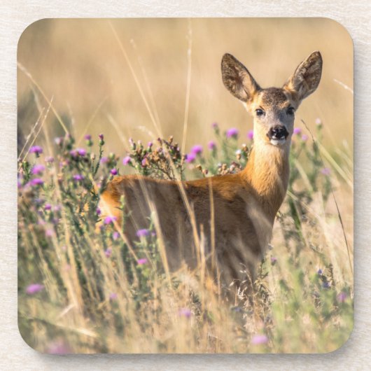 Young Roe Deer in Meadow Getränkeuntersetzer (Vorderseite)