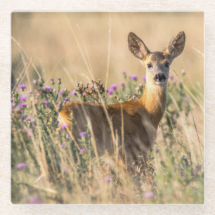 Young Roe Deer in Meadow Glasuntersetzer
