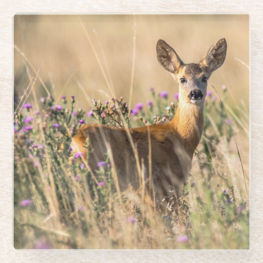 Young Roe Deer in Meadow Glasuntersetzer (Vorderseite)