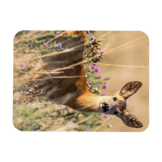 Young Roe Deer in Meadow Magnet (Horizontal)