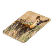 Young Roe Deer in Meadow Magnet (Linke Seite)