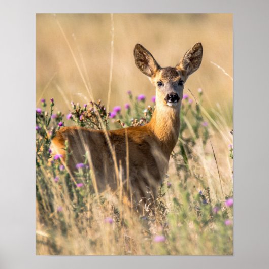 Young Roe Deer in Meadow Poster (Vorne)