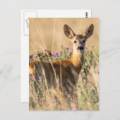Young Roe Deer in Meadow Postkarte (Vorne/Hinten)
