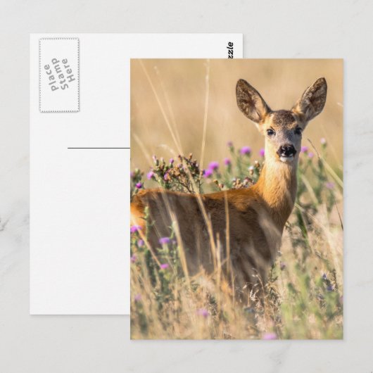 Young Roe Deer in Meadow Postkarte (Vorne/Hinten)