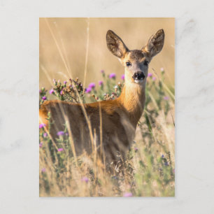 Young Roe Deer in Meadow Postkarte