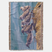 Young Ruddy Turnstones Decke (Vorderseite Vertikal)