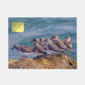 Young Ruddy Turnstones Fußmatte (Vorderseite)
