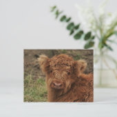 Young Scottish Highlander Postkarte (Stehend Vorderseite)