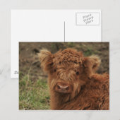 Young Scottish Highlander Postkarte (Vorne/Hinten)