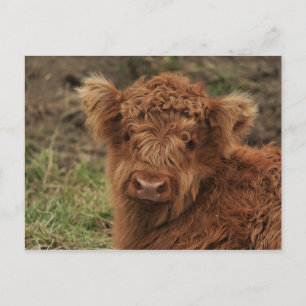 Young Scottish Highlander Postkarte