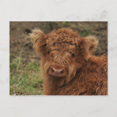 Young Scottish Highlander Postkarte (Vorderseite)
