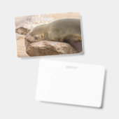 Young sea lion ausweis (Vorder- & Rückseite)