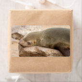 Young Sea Löwe (Insitu)