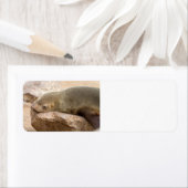 Young Sea Löwe (Insitu)