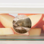 Young Sea Löwe Etiketten (Befestigt)