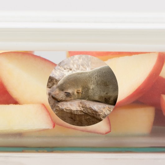 Young Sea Löwe Etiketten (Befestigt)