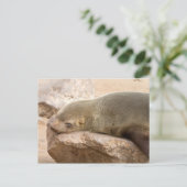 Young Sea Löwe Postkarte (Stehend Vorderseite)
