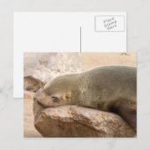 Young Sea Löwe Postkarte (Vorne/Hinten)