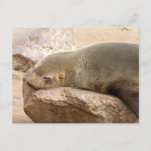 Young Sea Löwe Postkarte