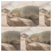 Young Sea Löwe Stoff (Nahaufnahme)