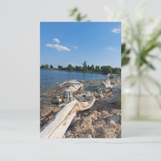 Young Seagull am See (Stehend Vorderseite)