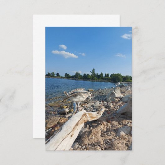 Young Seagull am See (Vorne/Hinten)