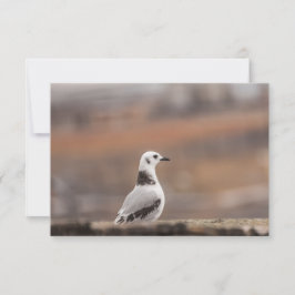 Young Seagull Nature Foto Card