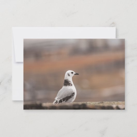 Young Seagull Nature Foto Card (Vorderseite)