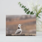 Young Seagull Nature Foto Card (Stehend Vorderseite)