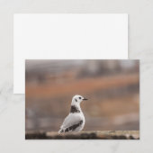Young Seagull Nature Foto Card (Vorne/Hinten)