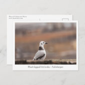 Young Seagull Nature Foto Postkarte (Vorne/Hinten)