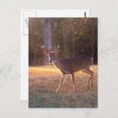 Young Stag Deer in Sun Light Postkarte (Vorne/Hinten)