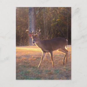 Young Stag Deer in Sun Light Postkarte