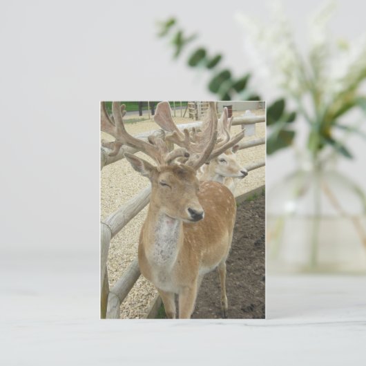 Young Stags Postkarte (Stehend Vorderseite)