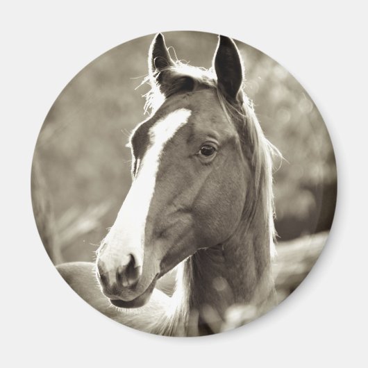 Young Stallion Magnet (Vorne)