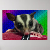 Young Sugar Glider Poster (Vorne)