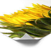 Young Sunflower Poster (Ecke)