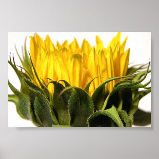Young Sunflower Poster (Vorne)