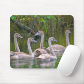 Young Swan Family Mousepad (Mit Mouse)