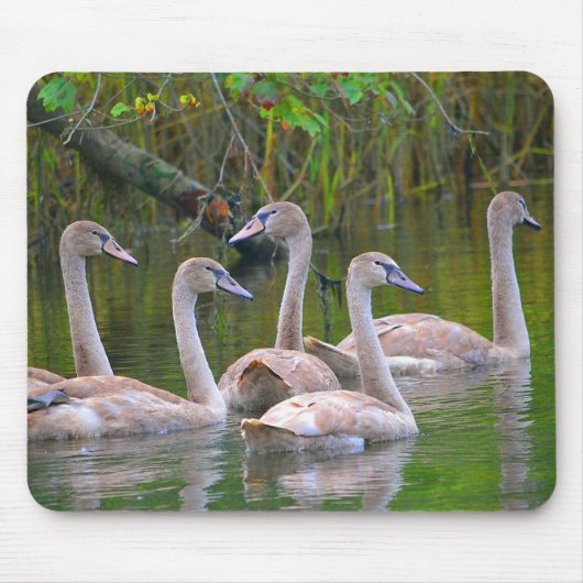Young Swan Family Mousepad (Vorne)