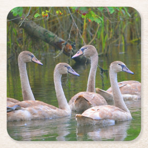 Young Swan Party Untersetzer