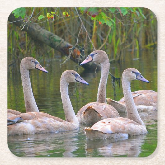 Young Swan Party Untersetzer (Vorderseite)