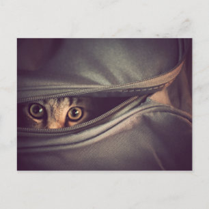 Young Tabby Kitten Postkarte