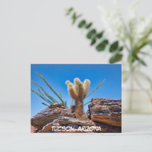 Young Teddy Bear Cholla Cactus, Arizona Postcard Postkarte (Stehend Vorderseite)