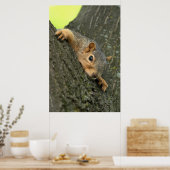 Young Tree Eichhörnchen Poster (Küche)